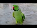 Indian Ringneck Parrot Random Sounds