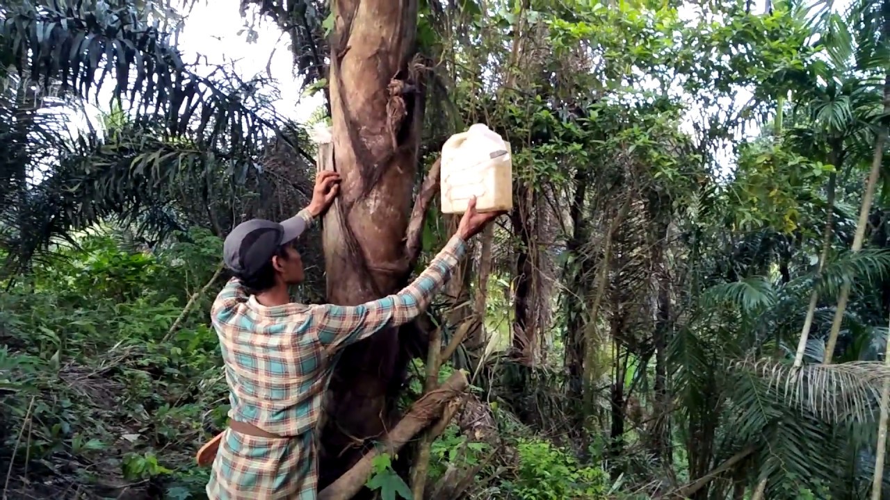 Cara Pengambilan Nira Dari Pohon Aren Rdc Youtube