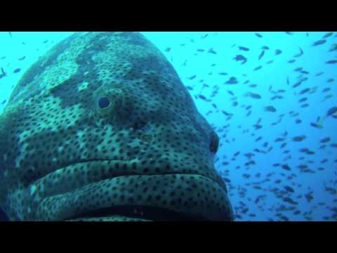 Coral Grand Divers in Koh Tao 2012