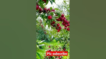 The amazing apple tree #apple #seba #agriculture #fruit #redapple #reels #shorts