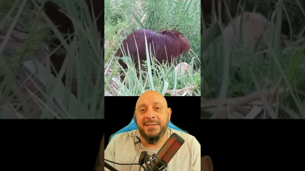 Capivara filó do Agenor teve filhotinhos brancos? zoeira! #animais #biólogohenrique #biologia