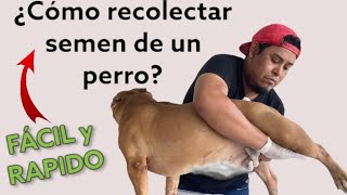 ¿Como recolectar semen  de un perro ?  artificial insemination