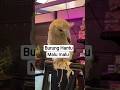 burung hantu #dailyshorts #animal #owl #cute