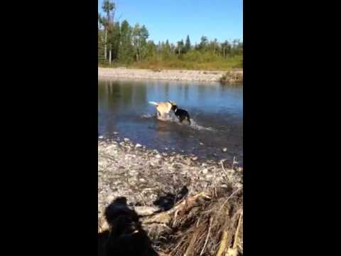 Harley and Radford taking the plunge for a stick @...