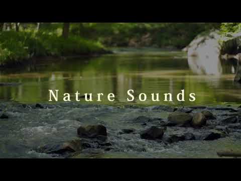 【ASMR自然音】川のせせらぎと鳥のさえずり Nature Sounds