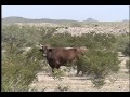 DESIERTO DE MAPIMI Y TORTUGA DEL DESIERTO EN NORTE DE MEXICO