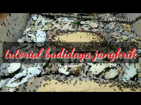 #3 jenis Pakan Jangkrik Agar Cepat Besar