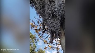 Python filmed dragging possum prey up tree