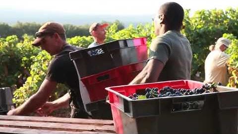 JamesSuckling.com 2013 Harvest Video Competition, Runner-up: Chateau d