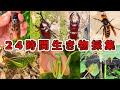 24時間本気で生き物採集したら何種類の生き物に出会えるのか？！