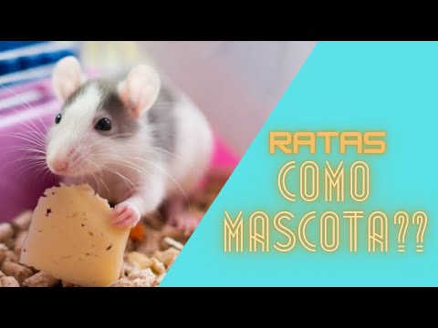 Video: La guía completa de ratones para mascotas