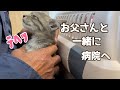 お父さん 時間作って 病院へ・・・。【保護子猫】
