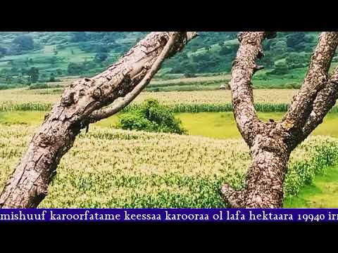 Godina Jimmaa Aanaa Cooraa Botoritti Oomisha Kilastera Boqolloo 2016