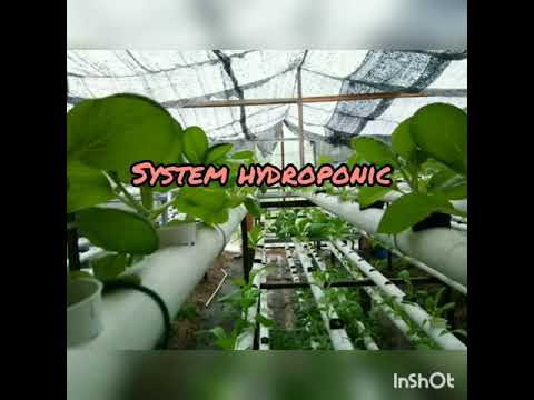 Sistem hydroponic merupakan kaedah moden dalam bidang pertanian - untuk