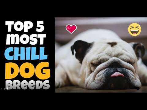 The Top 5 Most Chill Dog Breeds