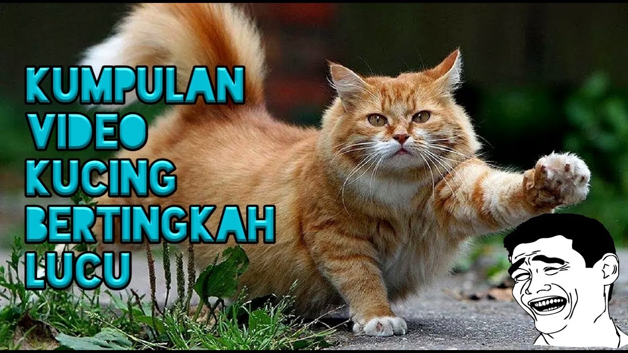 Kumpulan Video Kucing Bertingkah Lucu Bikin Ngakak YouTube