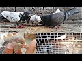 Kabootar hi kabootar for pigeon birds lover sarmad dawood vlog09