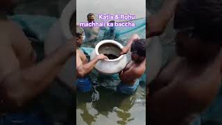 katla & Rohu Machhali ka baccha #trending video #🦈🐬