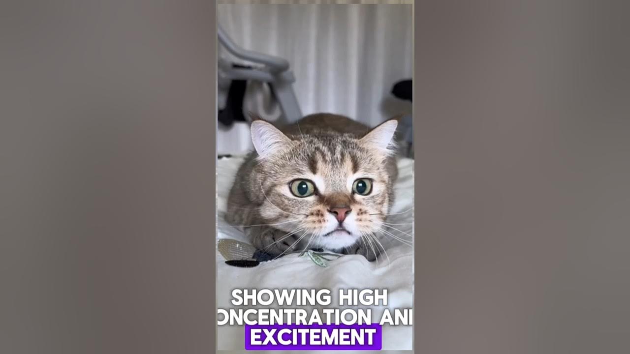 why-cat-tail-twitching-shorts-cat-cute-youtube