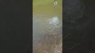 90 Cm Snoek Op De Groote Aa