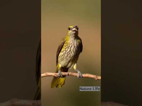 | Golden-Oriole (F) |  Nature | Birds |