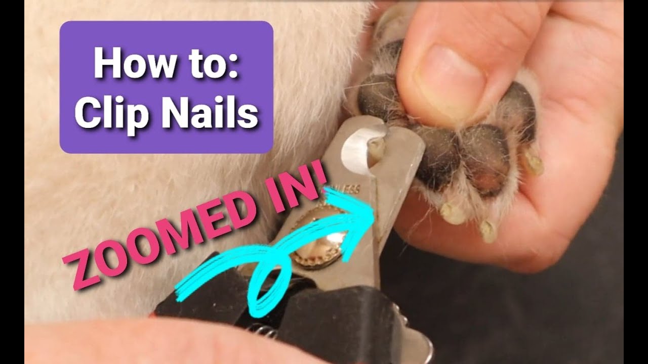 Trimming Small dog's nails- Close up - YouTube