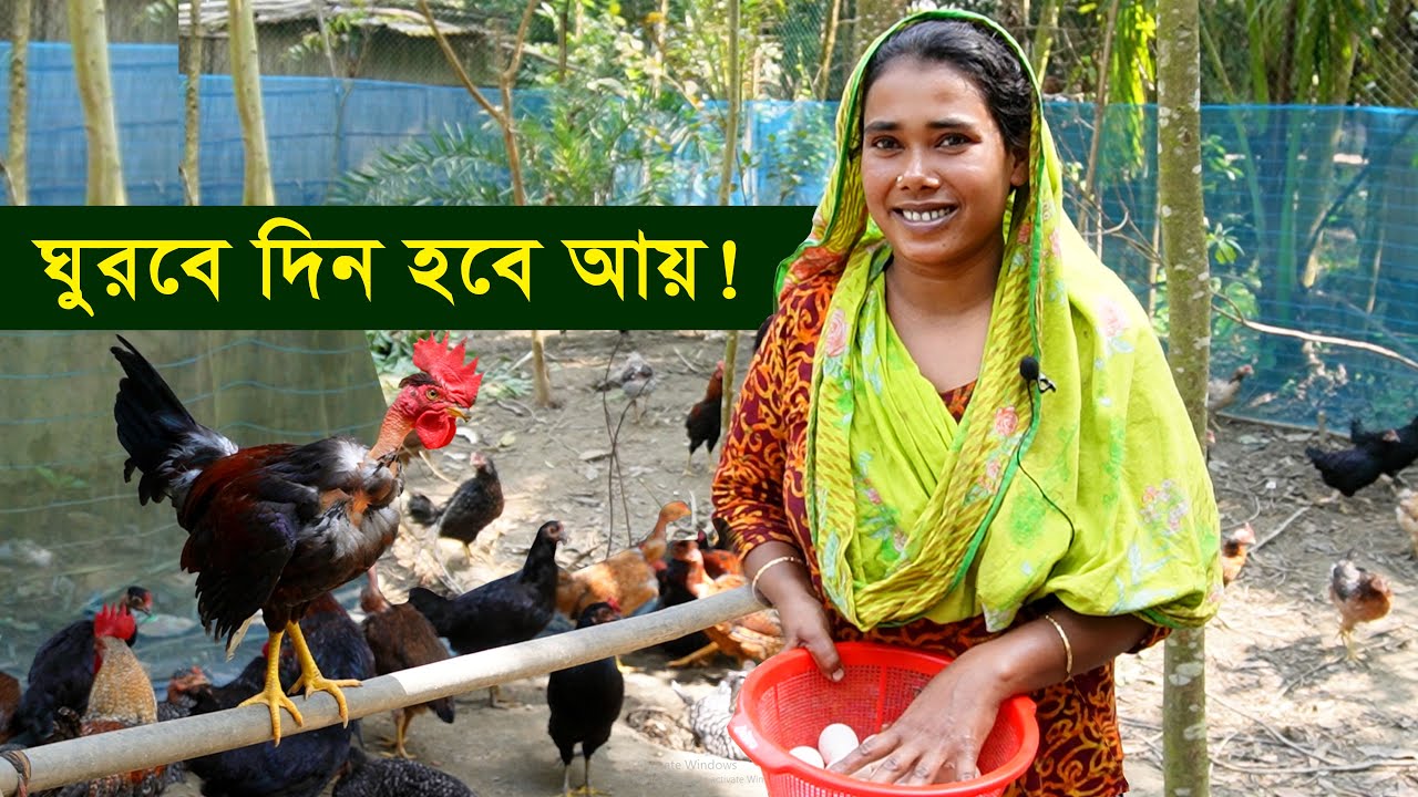 দিন বদলের চেষ্টায় জাহানারা - বিক্রি হবে মুরগি ঘরে আসবে টাকা | দেশি মুরগির খামার || কৃষি ঘর