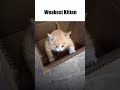 Roids Kitten