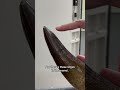 This giant tooth belongs to a Jurassic sea monster #NHM #Plesiosaur #Jurassic