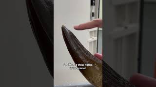 This giant tooth belongs to a Jurassic sea monster #NHM #Plesiosaur #Jurassic
