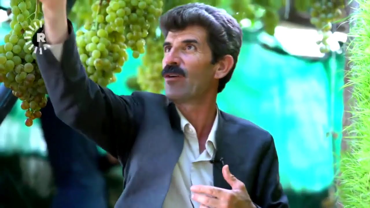 جووتیارە نموونەییەکەی هەڵەبجە برنج لەسەر فەرش بەرهەمدەهێنێت