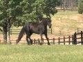 Willy Wieke ~ Minker Friesians Model mare