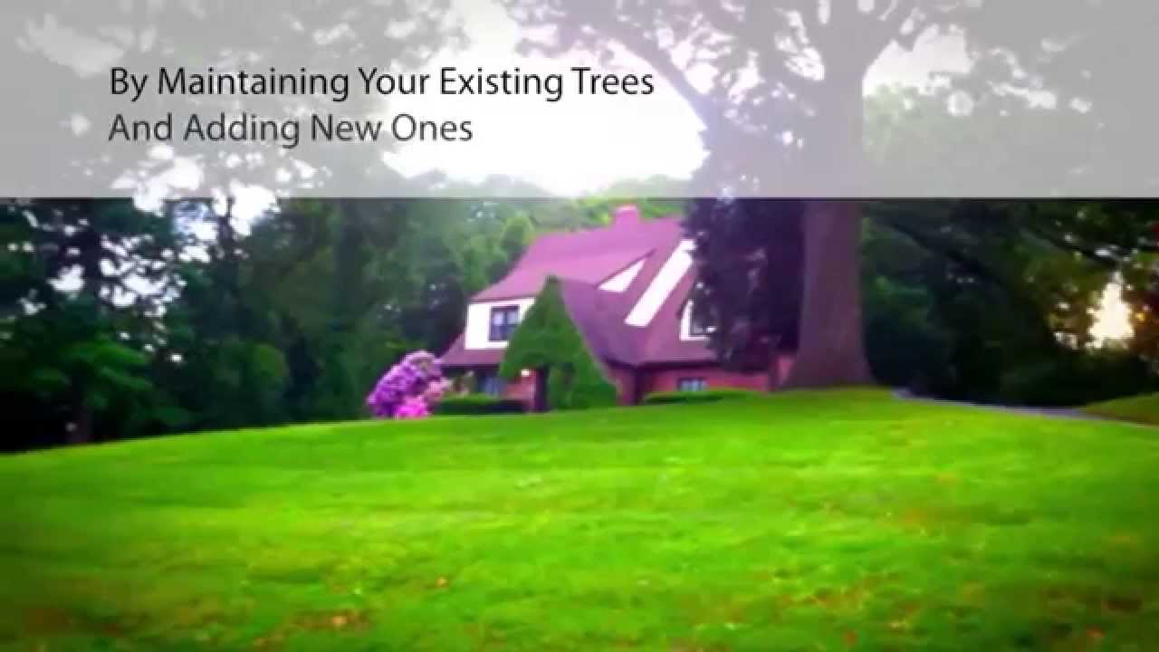 Best Tree Trimming and Removal Minneapolis, MN (763) 3989496 YouTube