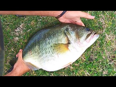 You won't BELIEVE the WEIGHT OF THIS BASS!!