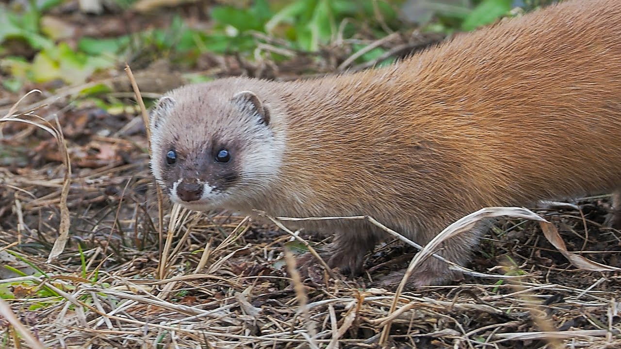 イタチとの出会い 可愛すぎる The Japanese Weasel Too Cute La Donnola Giapponese In Tutta La Sua Bellezza Youtube