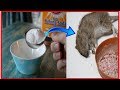 Killing rats with baking soda is the fast acting With Home Remedy