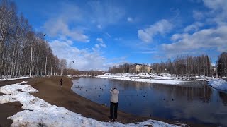 Птичий гвалт. Парк КиО. Город Ухта.