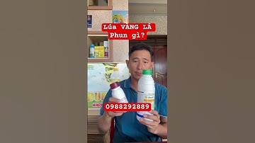 Lúa vàng lá khi trổ nguyên nhân do đâu và cách khắc phục #huỳnhhiếu #vangla