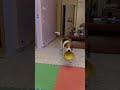 Beagle wants to eat