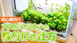 【初心者向け】水草水槽の名脇役！アヌビアスナナの株分けの仕方（増やし方） #アクアリウム