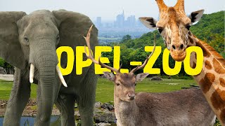 Opel-Zoo | Zoo-Eindruck