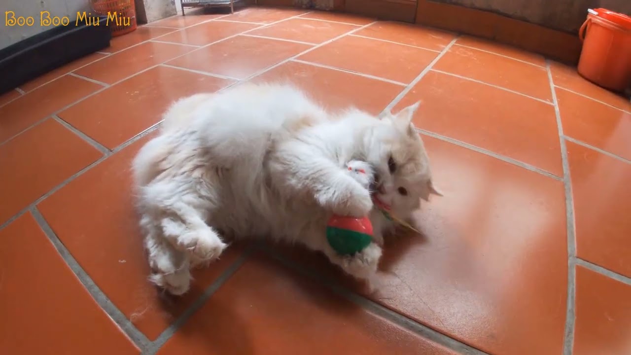 My Cats’ First Reactions to a Wobbling Bird Toy | Meowing TV.