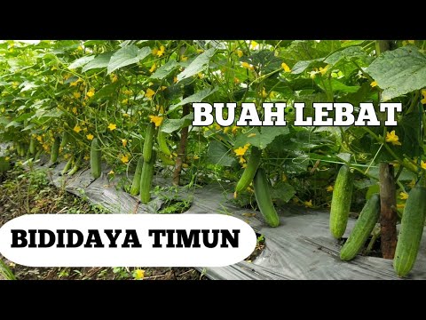 Budidaya timun hemat lanjaran !! Panen timun part (4) - YouTube