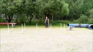 Jumping grid exercises agility / hyppytekniikka HT Timmy&Sammy BG + BG w. tunnel 20160724