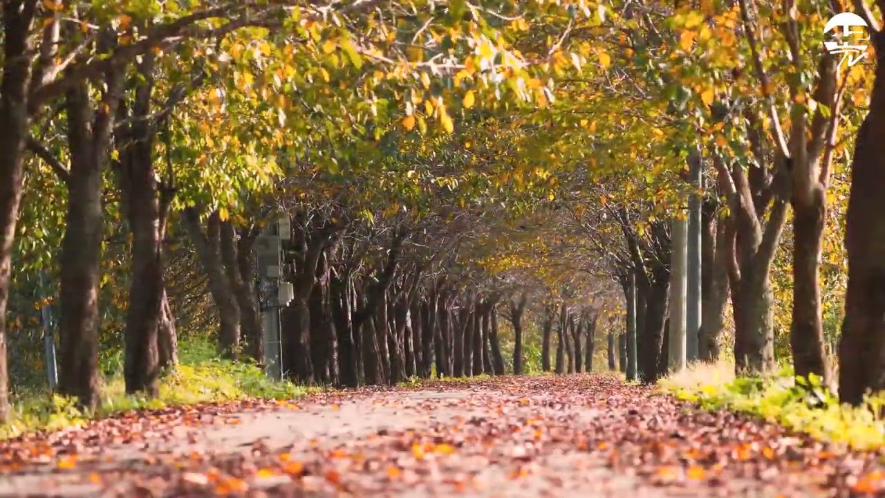 ⁣𝟰𝟮𝗧𝗩 Reportages | Balade d’automne en forêt – Un moment de sérénité