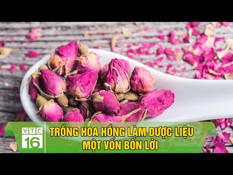 Video: Trồng Hoa Hồng Đồng Hành - Gợi Ý Cho Các Loại Cây Phát Triển Tốt Dưới Hoa Hồng