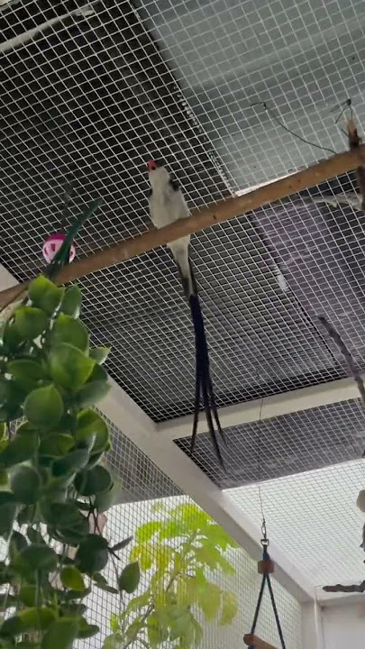 “paradise whydah” #birds #nature #aviary #miniaviary #aviaryminimalis #garden #taman #bird #burung