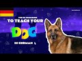 Teach Your Dog Commands In German (20 Common Words)