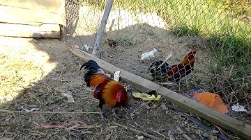 Qaib dib me hawj kawg (gà mồi trạng mini cực sung)