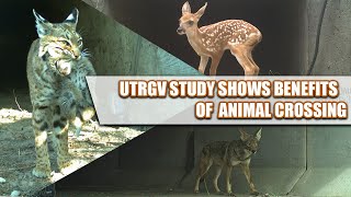 UTRGV study shows benefits of animal crossings